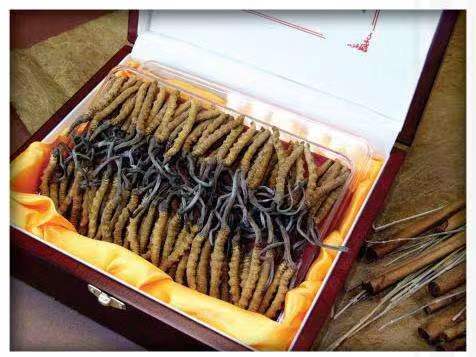 五台冬虫夏草回收